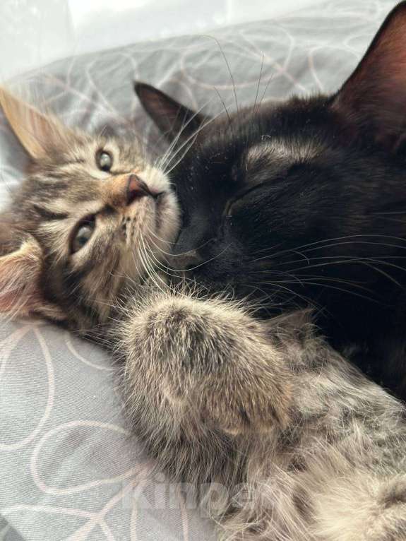 Кошки в Москве: Черная кошка Машуля  Девочка, Бесплатно - фото 5