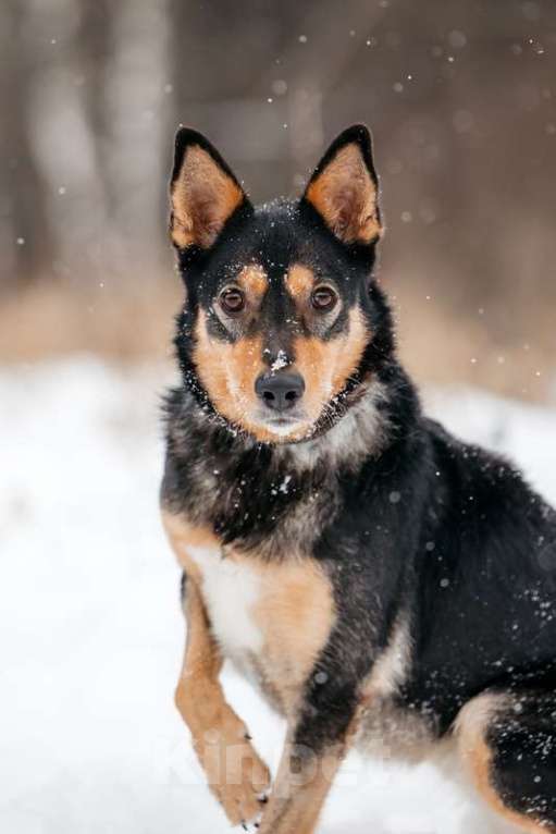 Собаки в Москве: Нежная и ласковая Дора с человеческим взглядом ищет дом Девочка, 1 руб. - фото 9