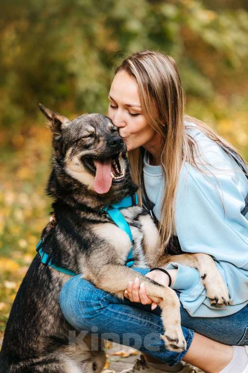 Собаки в Москве: Бубоня - микс добродушия и нежности, в поиске семьи ! Мальчик, Бесплатно - фото 4