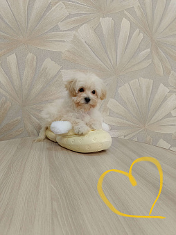 Мальтипу f1 мини мальчик