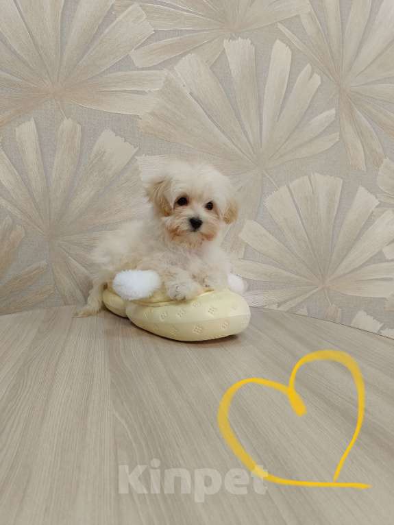 Собаки в Ижевске: Мальтипу f1 мини мальчик Мальчик, 75 000 руб. - фото 1