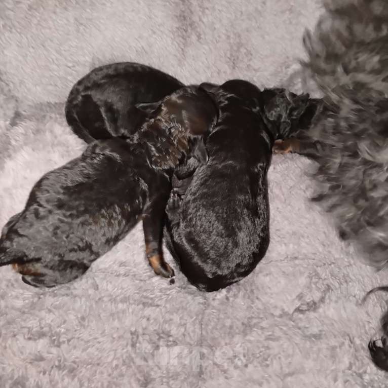 Собаки в Белово: Щеночки карликового пуделя Мальчик, 25 000 руб. - фото 3