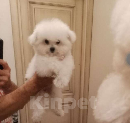 Собаки в Москве: Бишон-фризе, Китай  Девочка, 135 000 руб. - фото 5