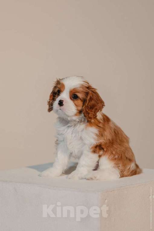 Собаки в Москве: Кавалер кинг-чарльз-спаниель, щенок Мальчик, 100 000 руб. - фото 2