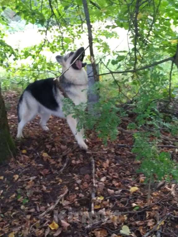 Собаки в Москве: В добрые руки Мальчик, Бесплатно - фото 2