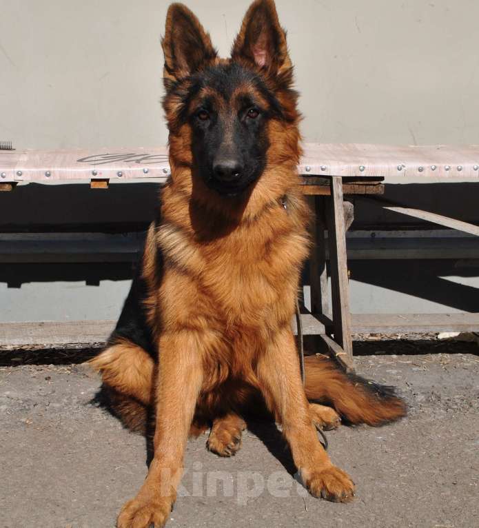 Собаки в Кирове: Продаются немецкие овчарки Разнополые, 40 000 руб. - фото 3