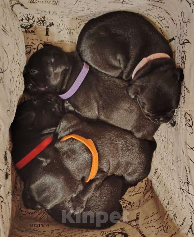 Собаки в Москве: Стафбуль / щенки  Девочка, 55 000 руб. - фото 5