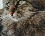 Кошки в Кувшиново: Кот Барсик ищет добрых хозяев, Бесплатно - фото 5