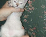 Кошки в Волгограде: Котенок кошка, львиный окрас. В добрые руки. Девочка, Бесплатно - фото 1