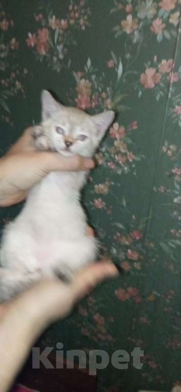 Кошки в Волгограде: Котенок кошка, львиный окрас. В добрые руки. Девочка, Бесплатно - фото 1