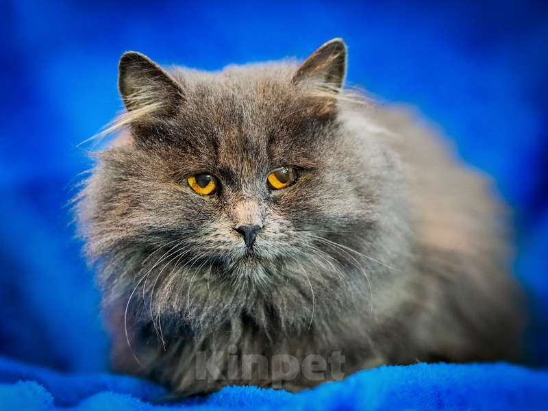 Кошки в Москве: Персидский котенок Мелисса в добрые руки Девочка, Бесплатно - фото 2