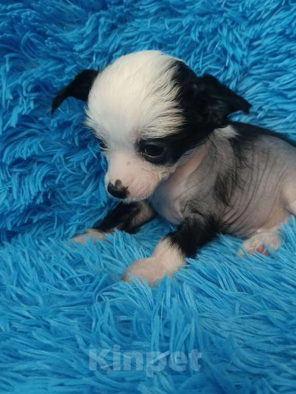 Собаки в Санкт-Петербурге: Девочка голая мини Девочка, 70 000 руб. - фото 7