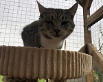 Кошки в Яхроме: Молодой котик ищет дом Мальчик, Бесплатно - фото 4