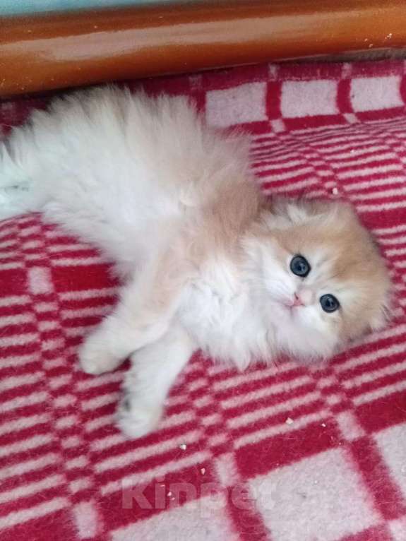 Кошки в Москве: Шотландская хайленд фолд nv12 Девочка, 35 000 руб. - фото 2