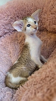 Ориентальный котенок