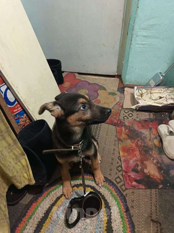 Собаки в Иркутске: Семья для Рэя Мальчик, 50 руб. - фото 3