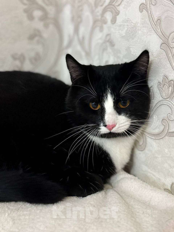 Кошки в Москве: Возьмите Филю в дом Мальчик, Бесплатно - фото 2