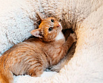 Кошки в Химках: Котенок в добрые руки Мальчик, Бесплатно - фото 4