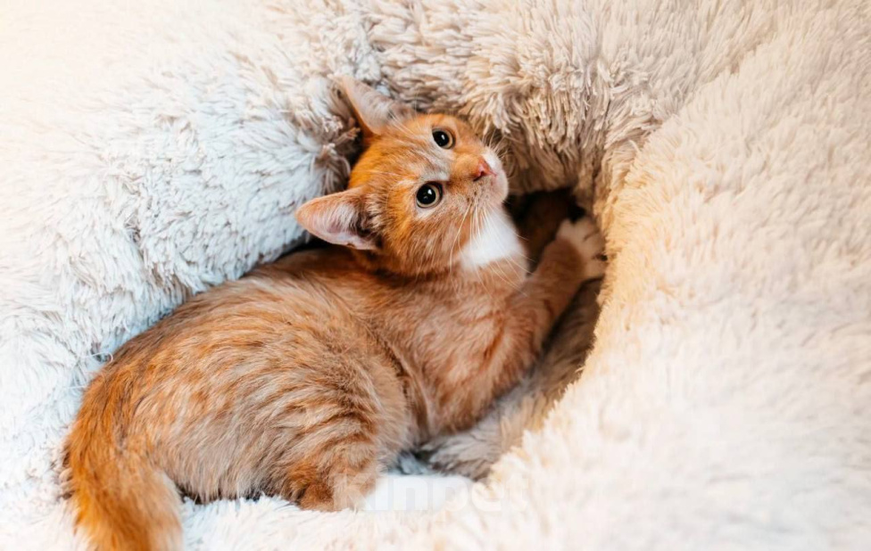 Кошки в Химках: Котенок в добрые руки Мальчик, Бесплатно - фото 4