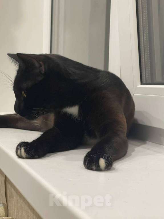 Кошки в Ульяновске: Отдам в добрый руки, двух милых мальчиков) Мальчик, 100 руб. - фото 5