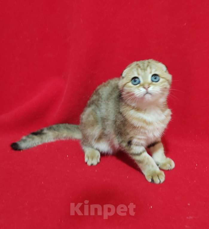 Кошки в Москве: Вислоухая золотая мраморная кошечка Девочка, 15 000 руб. - фото 5