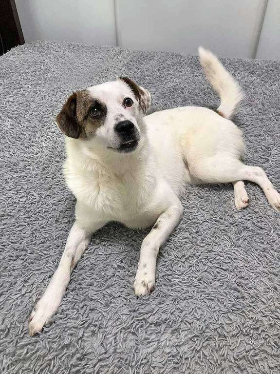 Собаки в Москве: Миниатюрная диванная собачка Дафи ищет дом Девочка, Бесплатно - фото 8