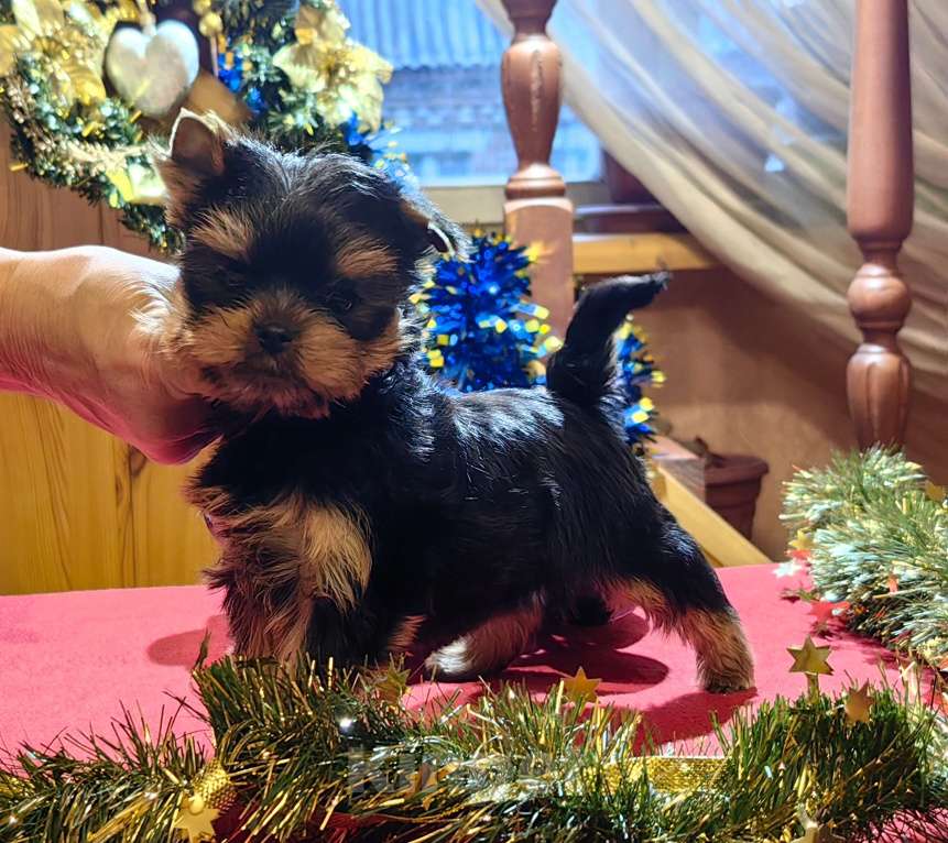 Собаки в Пушкино: Малышок - крепышок Мальчик, Бесплатно - фото 2