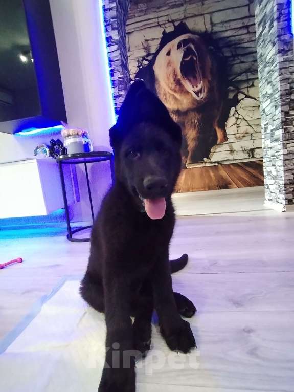Собаки в Омске: Чёрный щенок немецкой овчарки  Мальчик, 25 000 руб. - фото 7