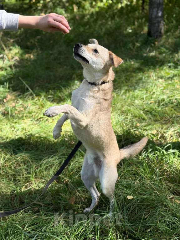 Собаки в Москве: Лунтик щенок с кривой лапкой Мальчик, Бесплатно - фото 9