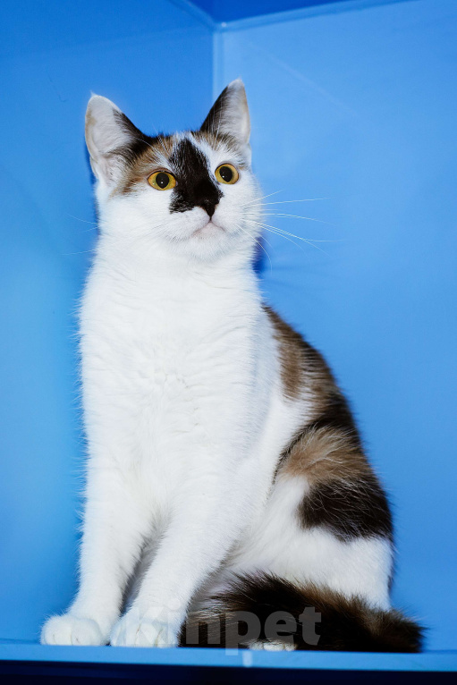 Кошки в Москве: Тикки пора домой Девочка, Бесплатно - фото 3