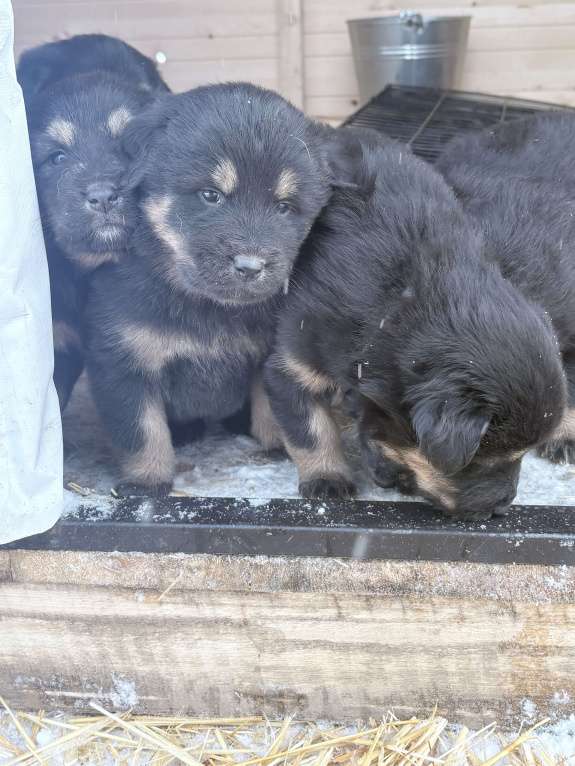 Собаки в других городах Московской области: Щенок банхара Девочка, 60 000 руб. - фото 5