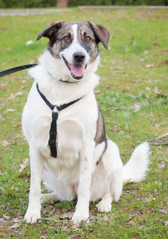 Собаки в Москве: Три года в клетке без откликов Девочка, Бесплатно - фото 4