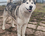 Собаки в других городах Московской области: Норд якутенок в добрые руки Мальчик, Бесплатно - фото 1