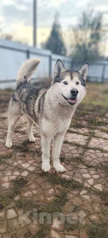 Собаки в других городах Московской области: Норд якутенок в добрые руки Мальчик, Бесплатно - фото 1