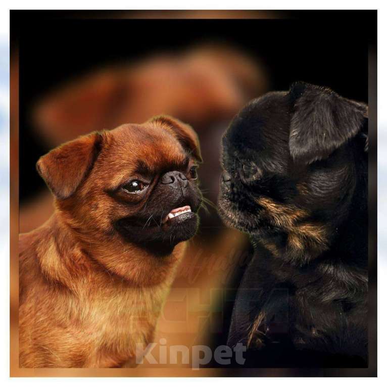 Собаки в Санкт-Петербурге: Пти брабансон ЯЯти Мальчик, 80 000 руб. - фото 2