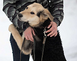 Собаки в Москве: Я Вас так жду... Мальчик, Бесплатно - фото 3