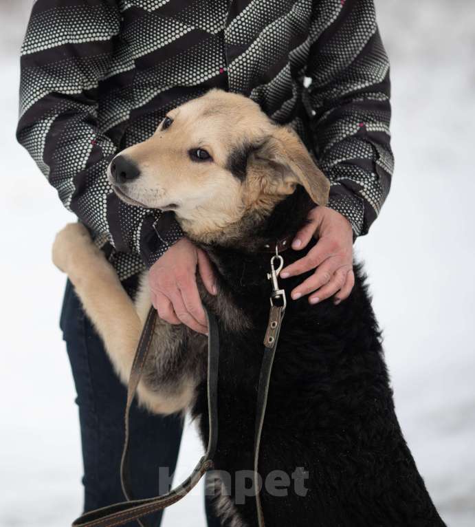 Собаки в Москве: Я Вас так жду... Мальчик, Бесплатно - фото 3