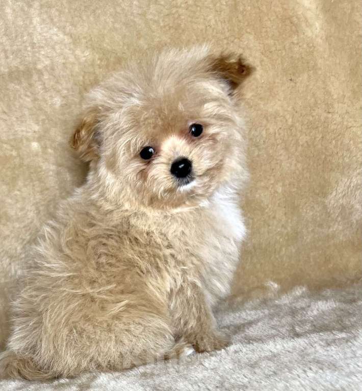 Собаки в Москве: Помапу мальчишка Мальчик, 45 000 руб. - фото 6