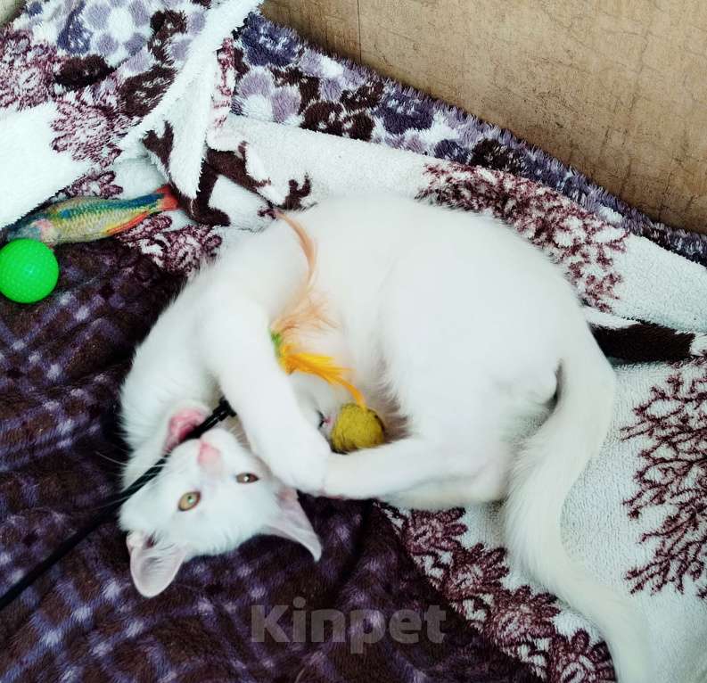 Кошки в Москве: Котёнок в добрые руки Мальчик, Бесплатно - фото 6