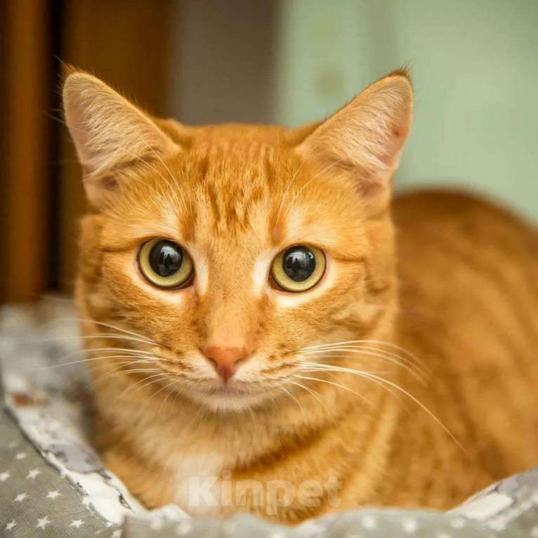 Кошки в Москве: Ласковый рыжий котик Юпитер Мальчик, Бесплатно - фото 4