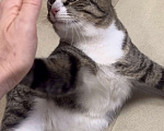 Кошки в Санкт-Петербурге: Молодой ласковый шпротик в добрые руки Мальчик, Бесплатно - фото 2