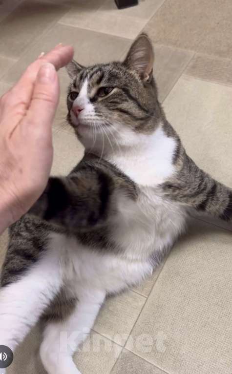 Кошки в Санкт-Петербурге: Молодой ласковый шпротик в добрые руки Мальчик, Бесплатно - фото 2