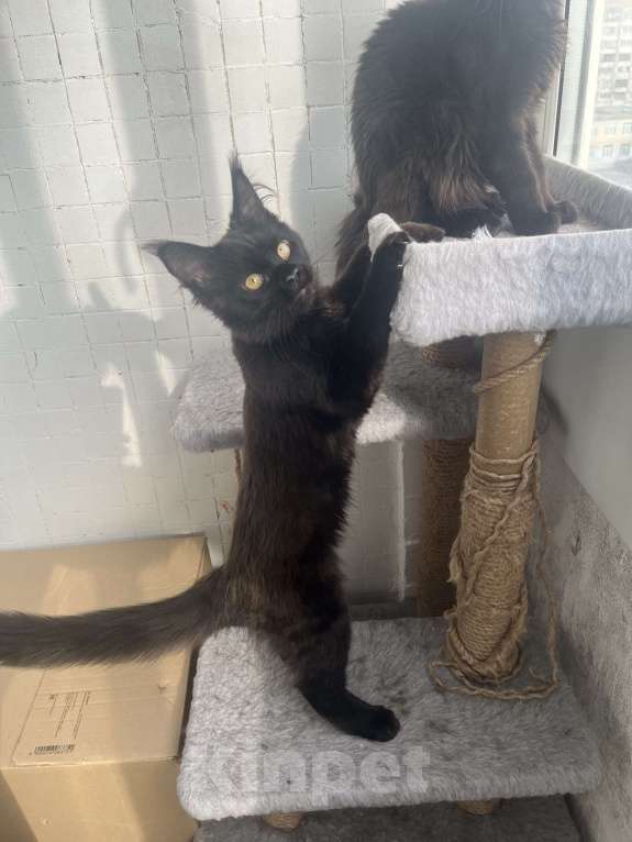 Кошки в Санкт-Петербурге: Баунти Девочка, 15 000 руб. - фото 5