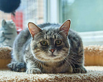 Кошки в Москве: Котик Луня в добрые руки Мальчик, Бесплатно - фото 3