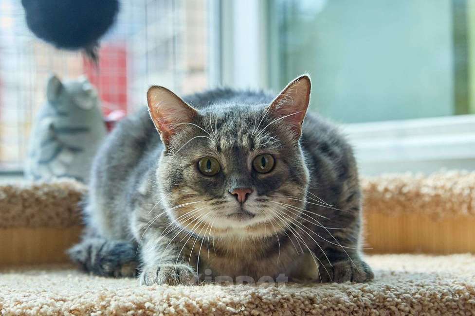 Кошки в Москве: Котик Луня в добрые руки Мальчик, Бесплатно - фото 3