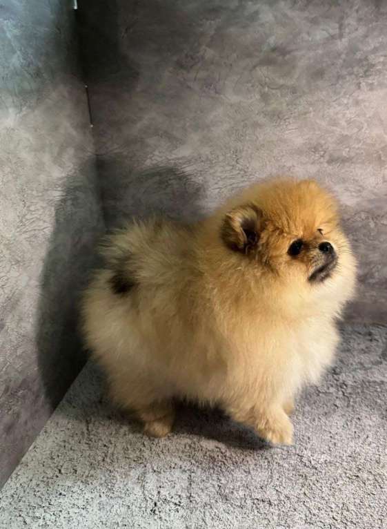Собаки в Костроме: Померанский шпиц девочка Девочка, 60 000 руб. - фото 4