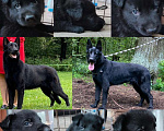 Собаки в Пушкино: Щенок-кобель ВЕО черного окраса Мальчик, 75 000 руб. - фото 2