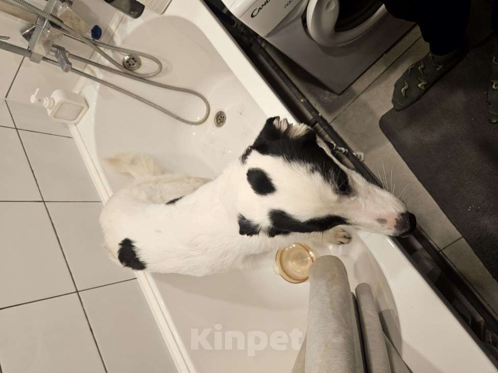 Собаки в других городах Ленинградской области: Найдена собака. Ленинградской область Девочка, Бесплатно - фото 1