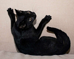 Кошки в Москве: Черный жемчуг - котёнок Финик ищет заботливых хозяев. В добрые руки Мальчик, Бесплатно - фото 7