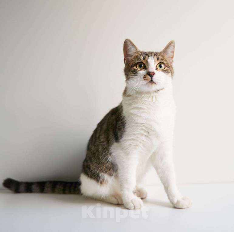 Кошки в Москве: Самый ласковый на свете котенок в поисках своей семьи! Мальчик, Бесплатно - фото 2